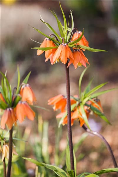Fritillaria imperialis 