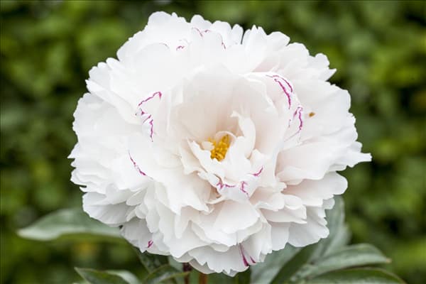 Paeonia lactiflora 'Sarah Bernhardt'