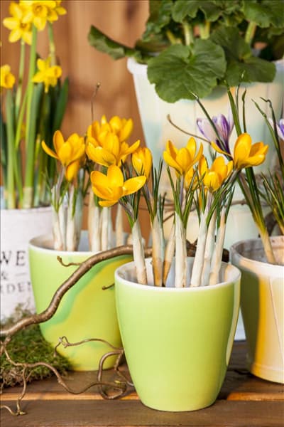 Crocus chrysanthus
