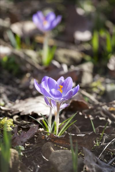 Crocus chrysanthus