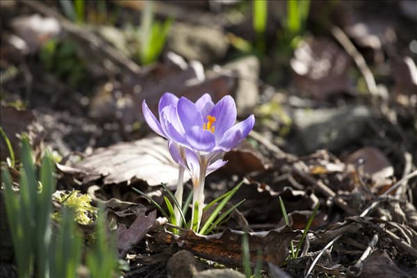 Crocus chrysanthus 'Zwanenburg'