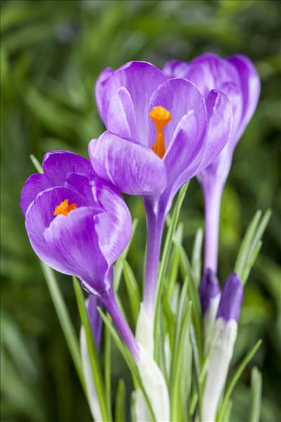 Crocus chrysanthus