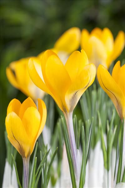 Crocus chrysanthus