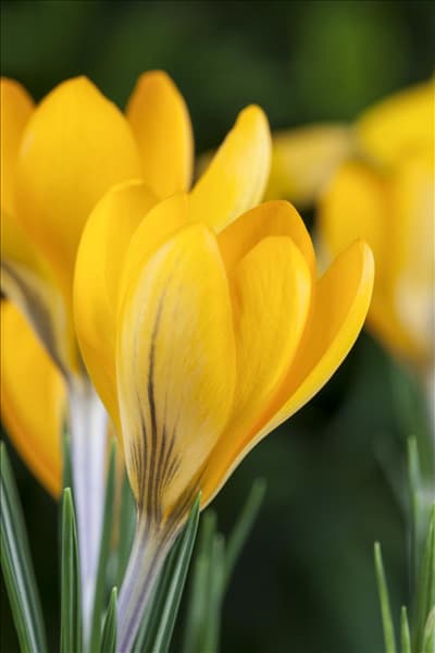 Crocus chrysanthus