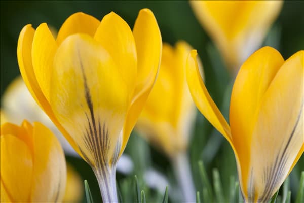 Crocus chrysanthus