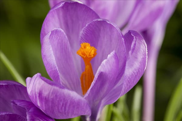Crocus chrysanthus