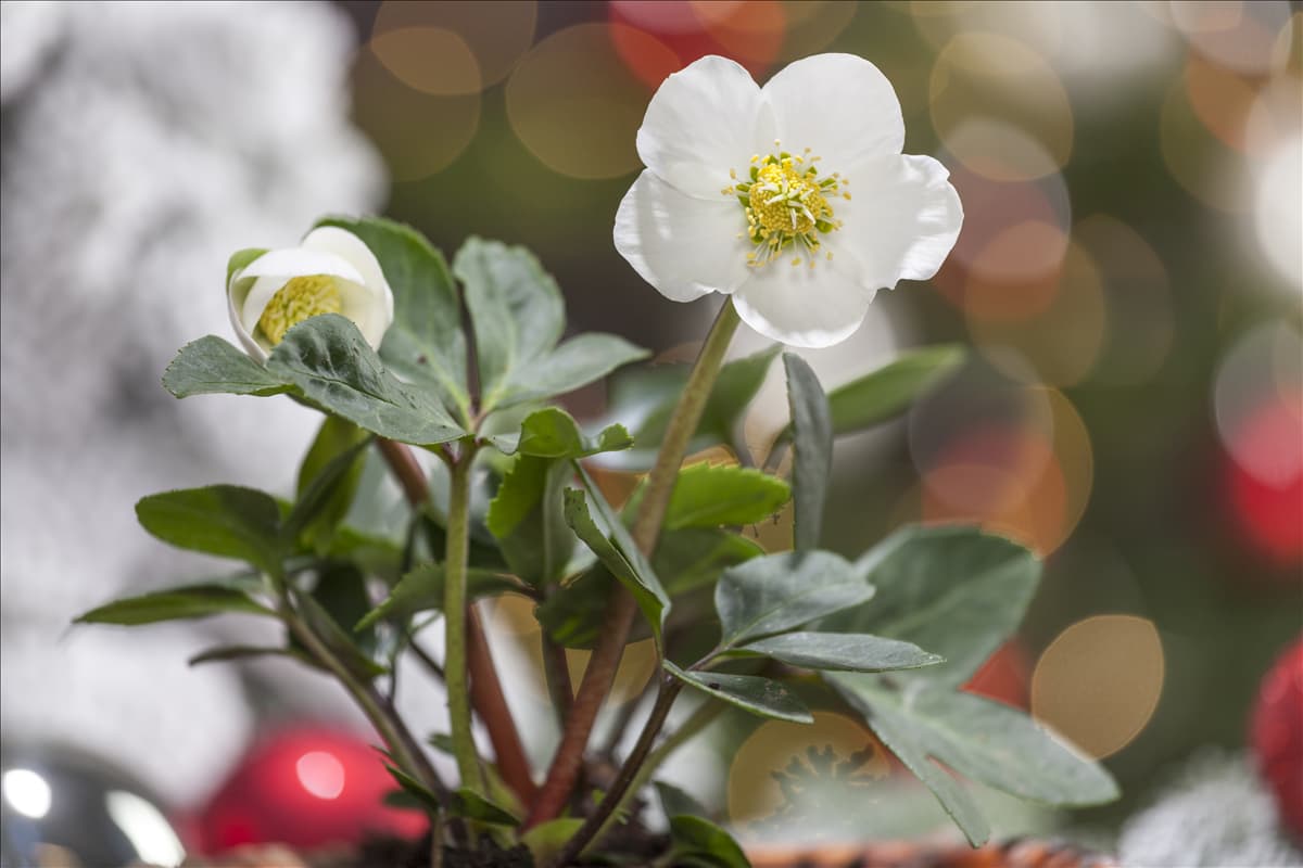 Helleborus niger