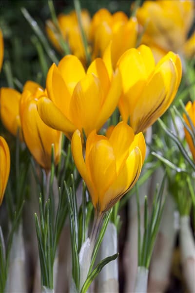 Crocus chrysanthus