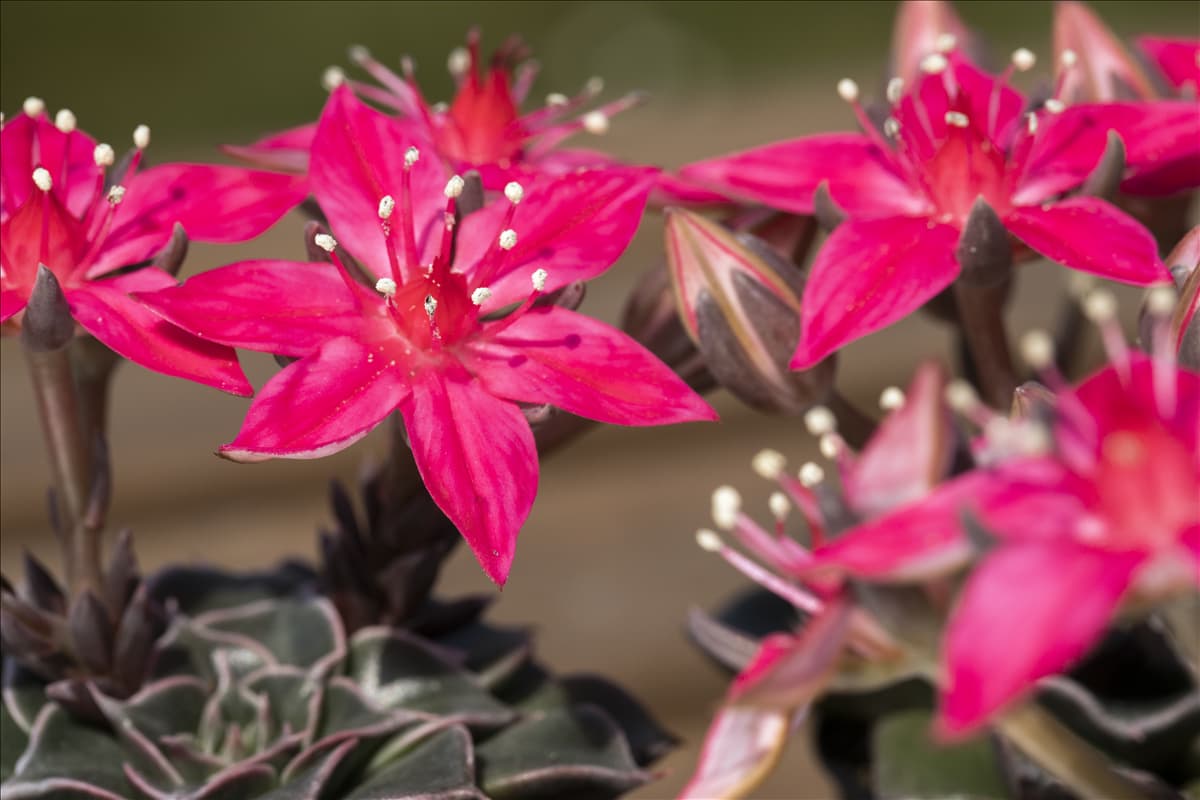 Graptopetalum bellum