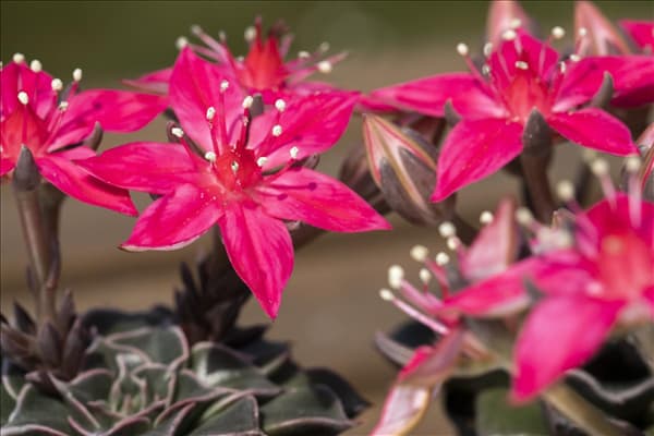 Graptopetalum bellum