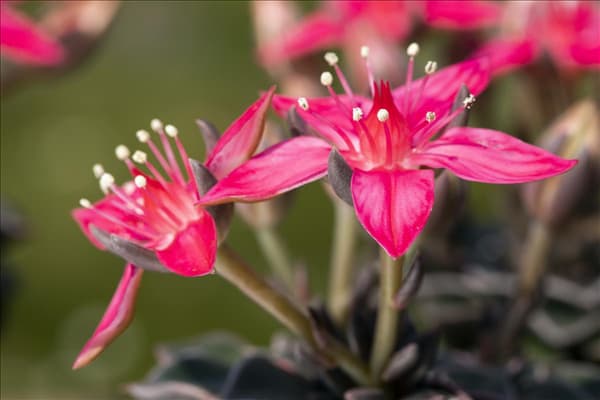 Graptopetalum bellum
