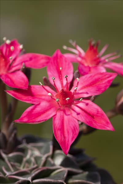 Graptopetalum bellum