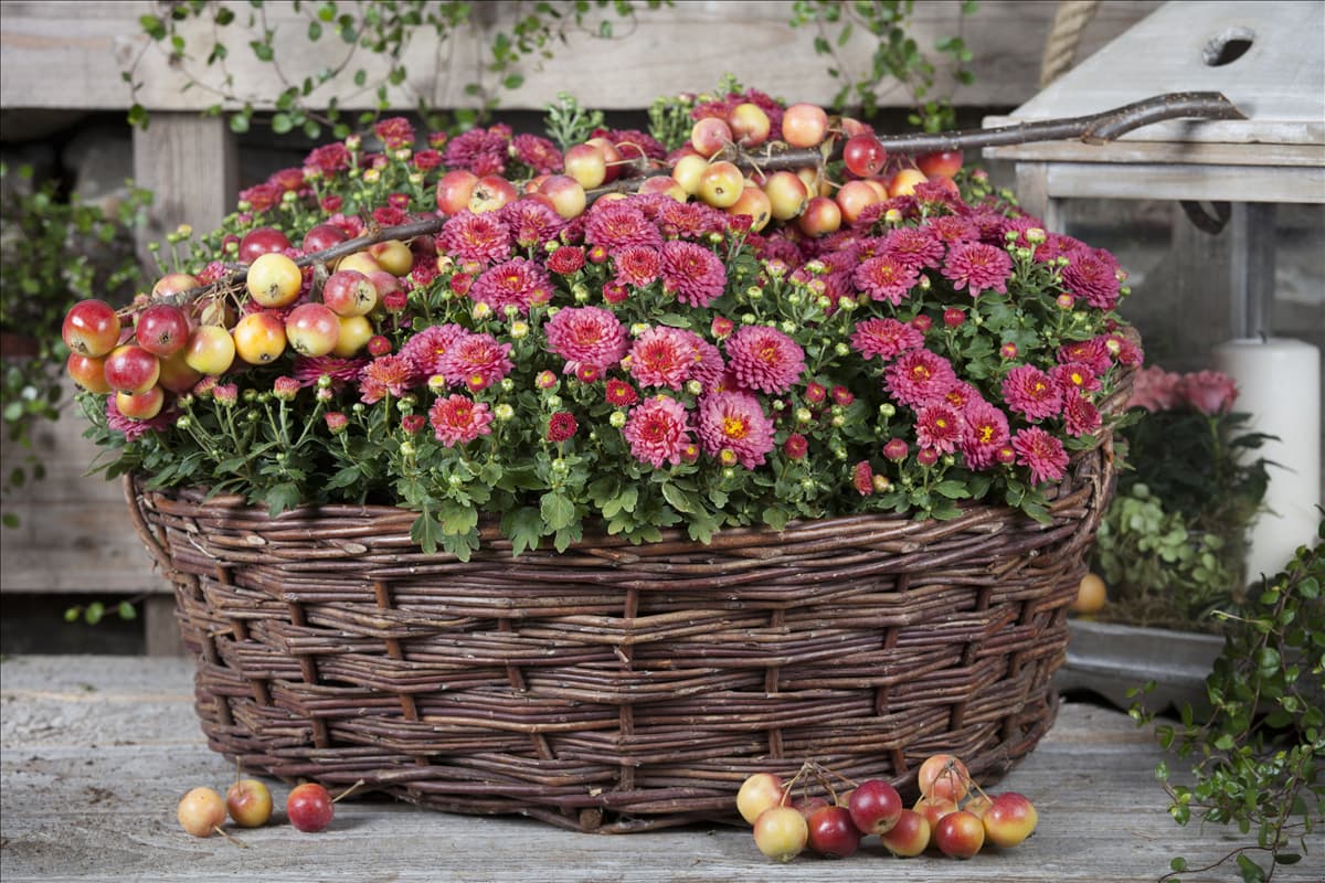 Chrysanthemum indicum
