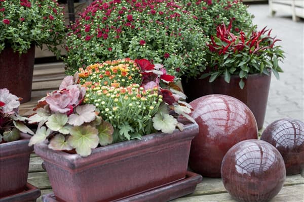 Chrysanthemum indicum
