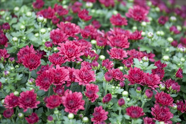 Chrysanthemum indicum
