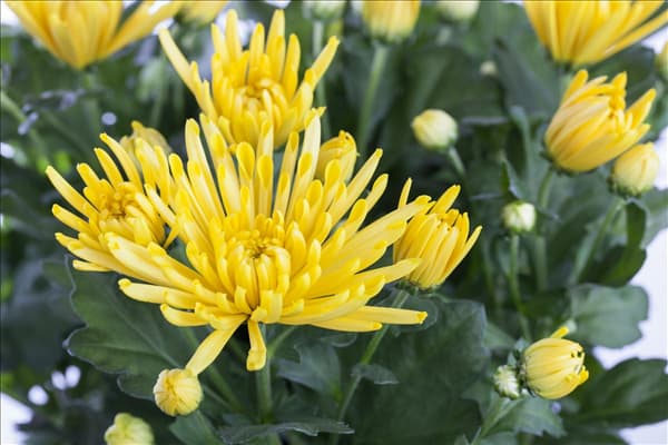 Chrysanthemum indicum