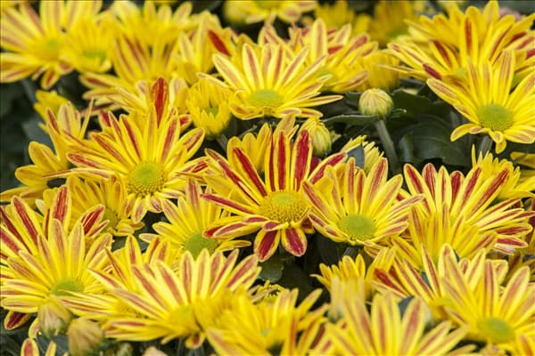 Chrysanthemum indicum