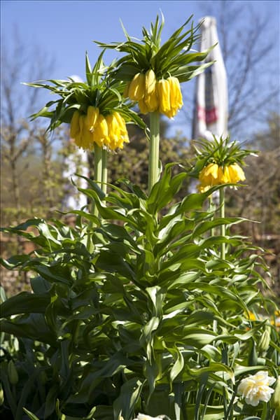 Fritillaria imperialis 'Maxima Lutea'
