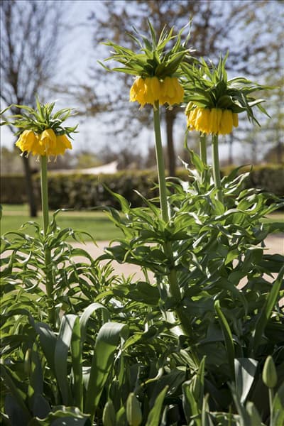 Fritillaria imperialis 'Maxima Lutea'