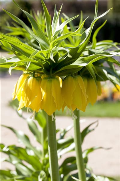 Fritillaria imperialis 'Maxima Lutea'