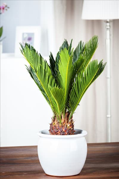 Cycas revoluta