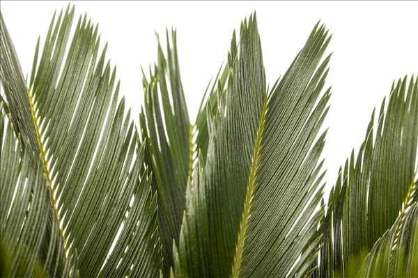 Cycas revoluta