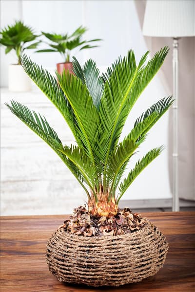 Cycas revoluta