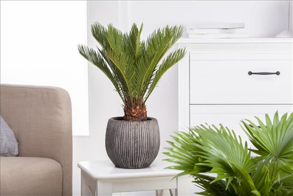 Cycas revoluta