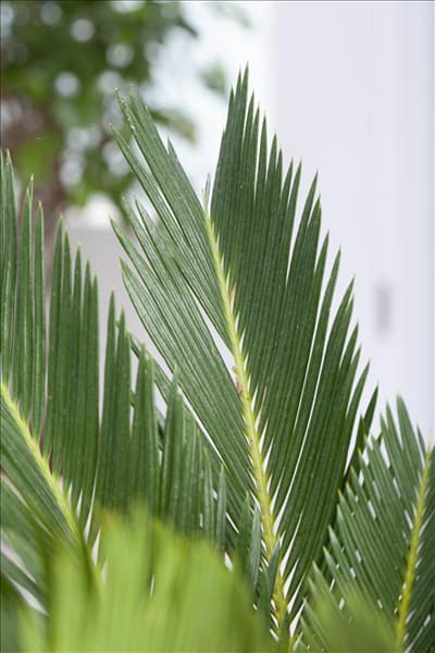 Cycas revoluta
