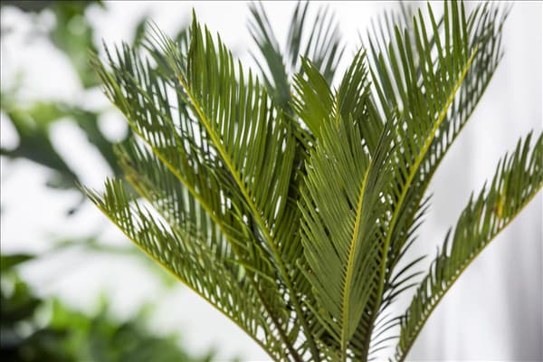 Cycas revoluta