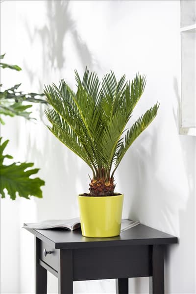 Cycas revoluta