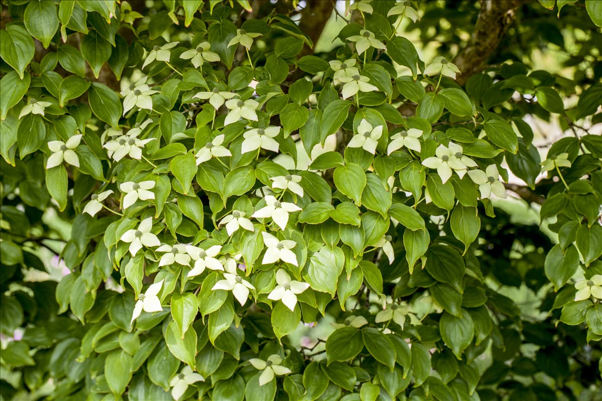 Cornus kousa chinensis 'Kreuzdame'