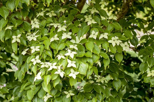 Cornus kousa chinensis 'Kreuzdame'