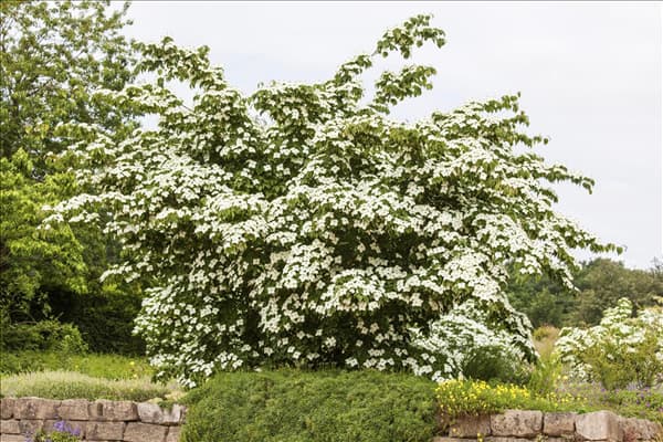 Cornus kousa chinensis 'Kreuzdame'
