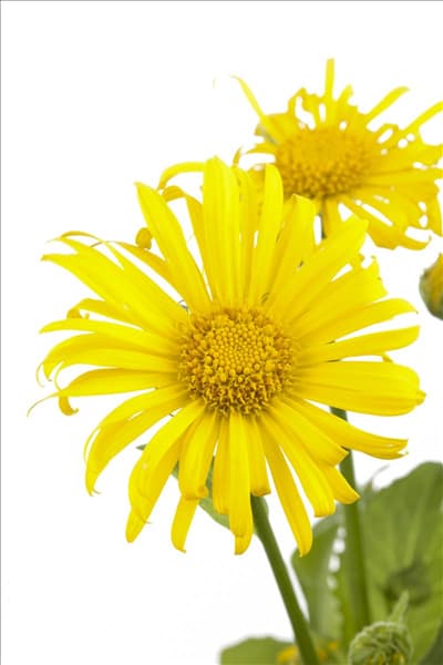 Doronicum orientale