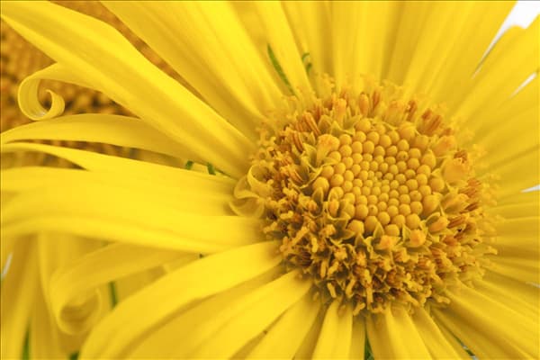 Doronicum orientale