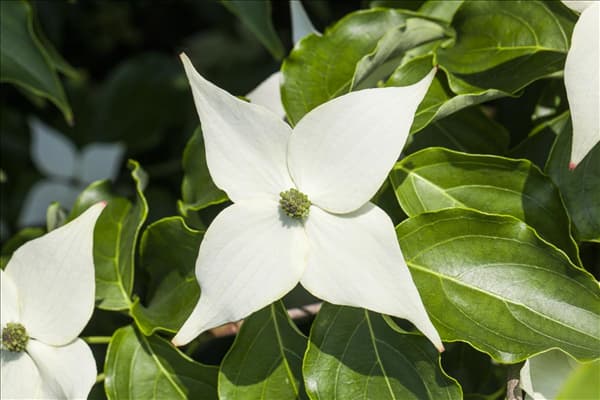 Cornus kousa chinensis 'Milky Way'