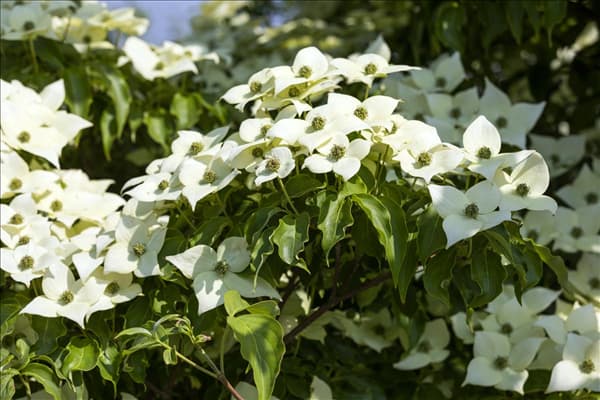 Cornus kousa chinensis 'Milky Way'