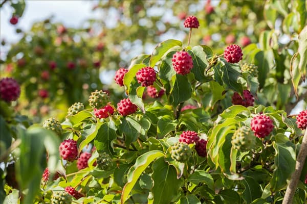 Cornus kousa chinensis 'Milky Way'
