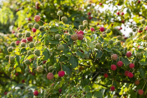 Cornus kousa chinensis 'Milky Way'