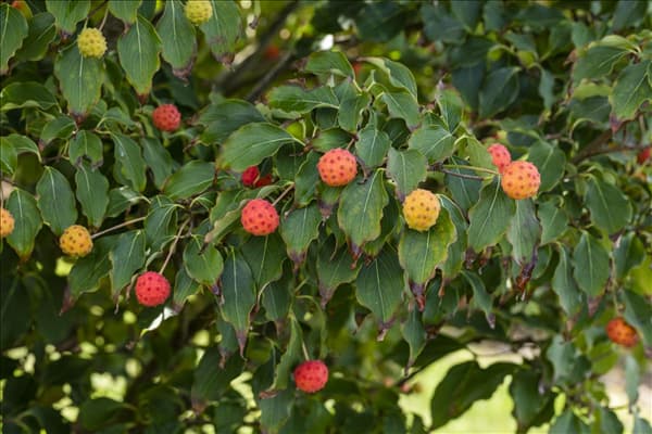 Cornus kousa chinensis 'Milky Way'