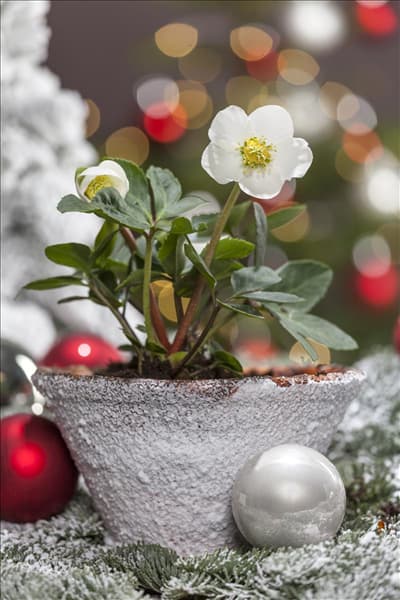 Helleborus niger