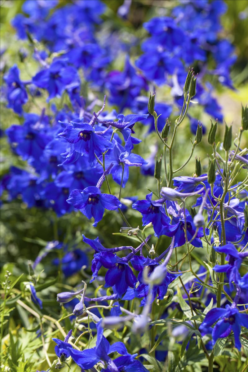 Delphinium belladonna 'Völkerfrieden'
