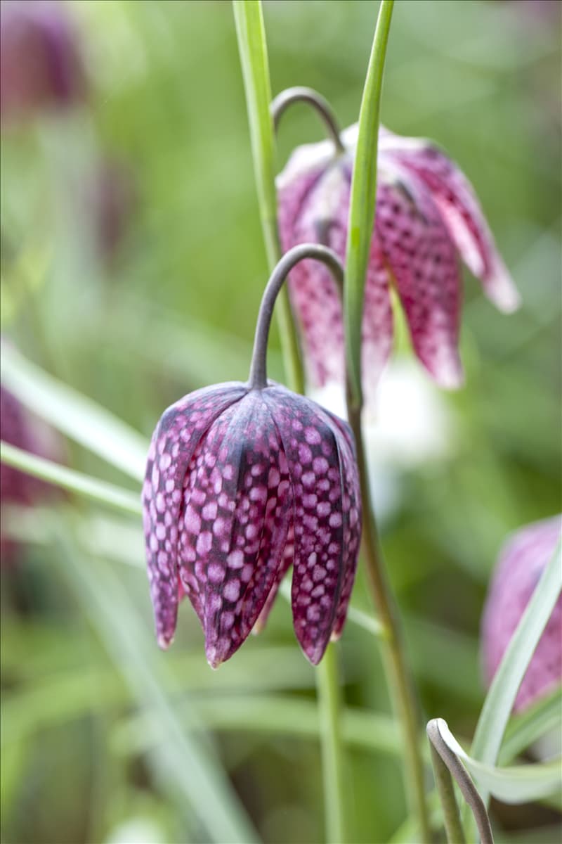 Fritillaria meleagris