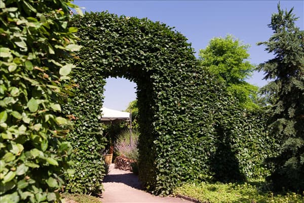Carpinus betulus