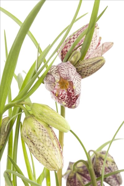 Fritillaria meleagris