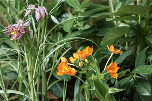 Fritillaria meleagris