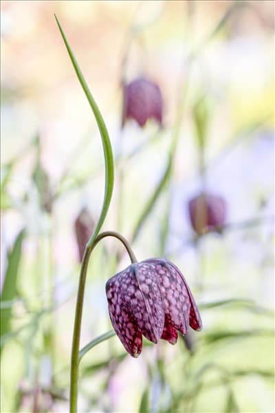 Fritillaria meleagris