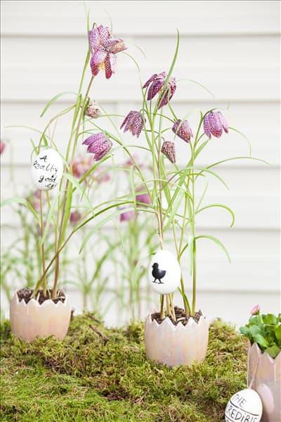 Fritillaria meleagris