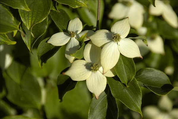 Cornus kousa chinensis 'Wieting´s Select'